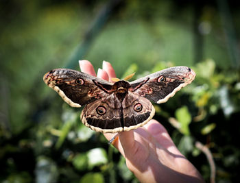 Close-up of butterfly on hand holding flower