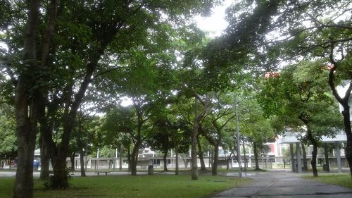 Trees in park