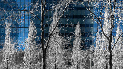 Bare tree against building during winter