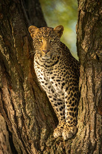 Close-up of leopard