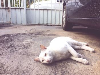 Close-up of cat sleeping