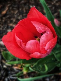Close-up of wet red rose flower