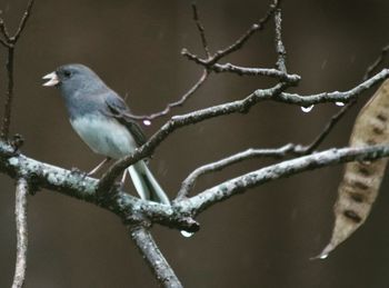 Close-up of bird perching on branch during winter