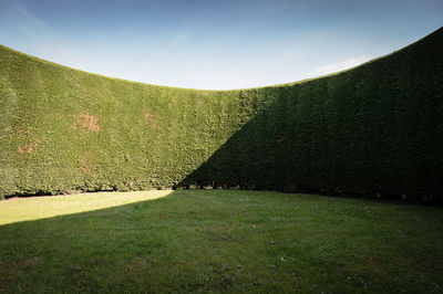 Trees on grassy field