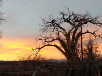 Silhouette tree against sky during sunset