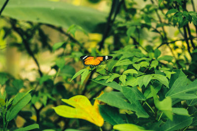 Close-up of butterfly pollinating flower