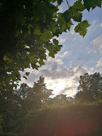 Low angle view of trees against sky