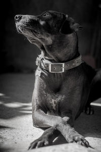 Close-up of a dog looking away