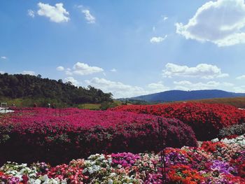 Scenic view of flowering plants on land against sky