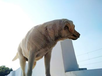 Low angle view of a horse against clear sky