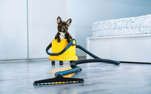 French bulldog dog and vacuum cleaner in white room at home