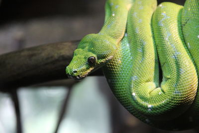 Close-up of green snake