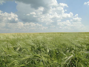 Scenic view of wheat field against cloudy sky