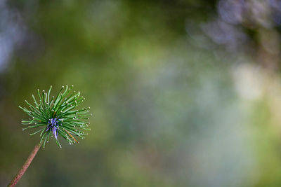 Close-up of thistle