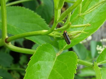 Close-up of insect on leaf
