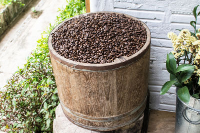 Close-up of potted plant