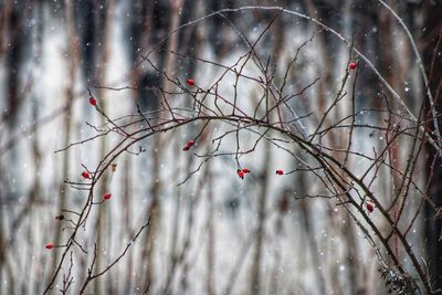 View of bare tree in winter