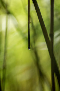 Water drop on bamboo stalk in bamboo forest maui