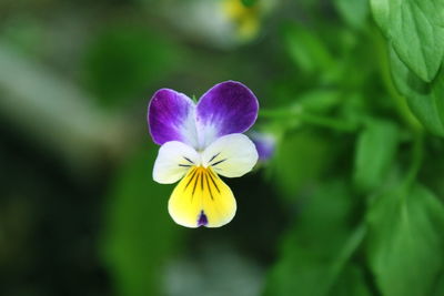 Close-up of purple flowering plant