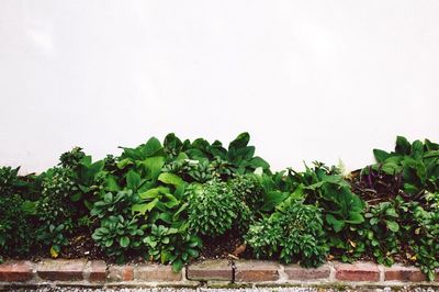 Plants growing on a tree