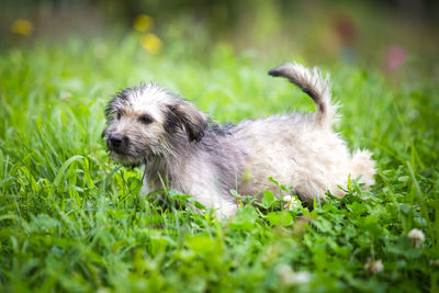 High angle view of dog running on field