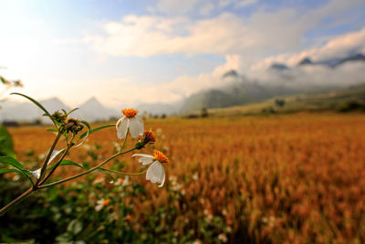 Close-up of flowers growing in field