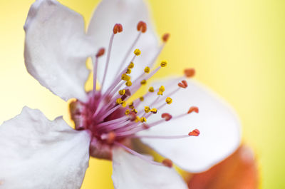 Close-up of white flowering plant against yellow background