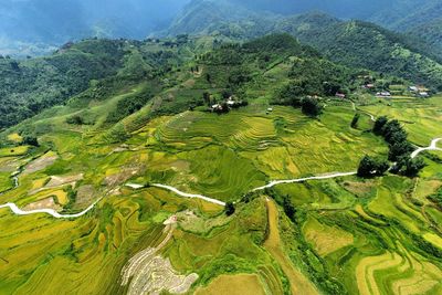 View of green landscape in vietnam 