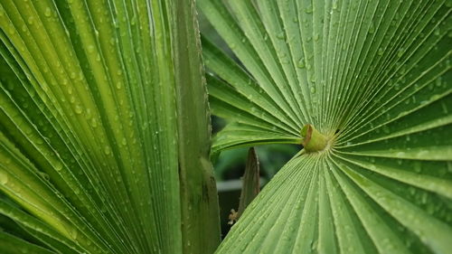 Full frame shot of palm leaves