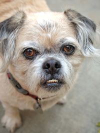 Close-up portrait of dog