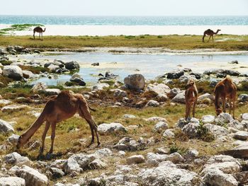 Group of camels at seaside in salalah near border to jemen