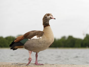 View of bird on lakeshore