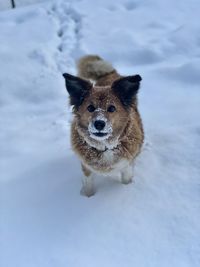 Portrait of dog on snow covered field