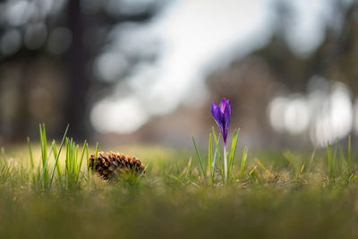 Every spring friendship between crocus and cone