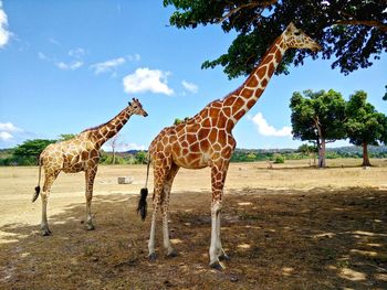 Giraffe standing on landscape against sky