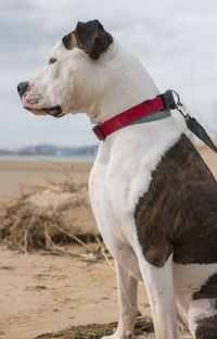 Dog standing on field