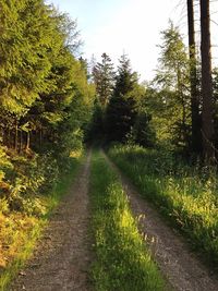 Road amidst trees against sky