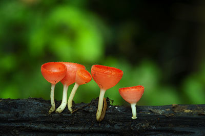 Close-up of red mushroom growing outdoors