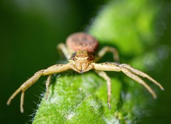 Close-up of spider