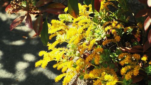 High angle view of yellow flowers