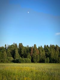 Scenic view of field against clear sky