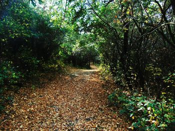 Footpath passing through forest