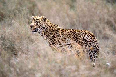 Close-up of gepard 