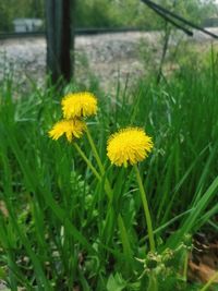 Close-up of yellow flowering plant on field