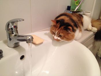 Close-up of cat looking at running water in bathroom