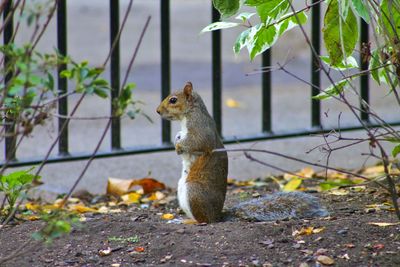 Side view of squirrel by fence on field