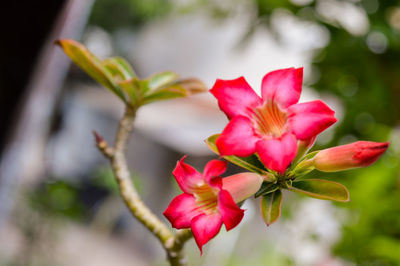 Close-up of pink flowering plant