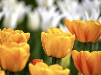 Close-up of yellow tulips