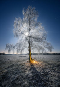 Snow covered tree on land against sky at dusk