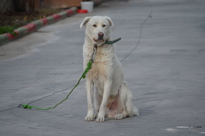 Dog looking away while sitting on floor